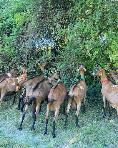 La Chèvrerie de Choisy à Choisy