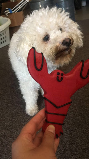 Pet Supply Store «New England Dog Biscuit Company», reviews and photos, 7 Central St, Salem, MA 01970, USA