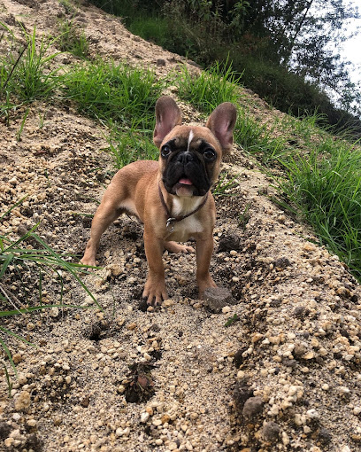 Adiestramiento canino Jhon joaco manizales