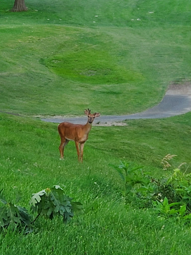 Golf Course «Cherry Ridge Golf», reviews and photos, 1211 W River Rd N, Elyria, OH 44035, USA