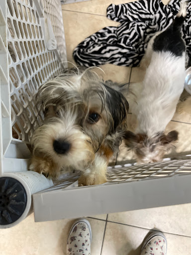 Pet Supply Store «Lil Rascals», reviews and photos, 10035 Gulf Center Dr #105, Fort Myers, FL 33913, USA