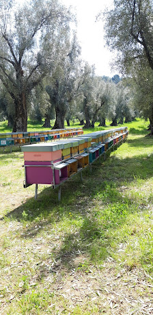 Az agricola apicoltura Gangemi Via Carmelia, n 47, 89012 Delianuova RC, Italia