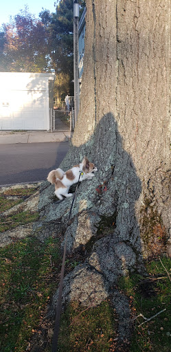 Park «Ruggles Park», reviews and photos, 756 Locust St, Fall River, MA 02720, USA