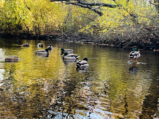 Park «Mansfield Park», reviews and photos, 85 Walker St, Massapequa Park, NY 11762, USA