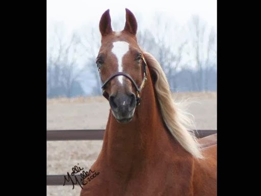 Horse breeder Fort Wayne