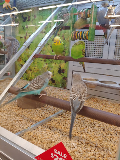 Pet Store «PetSmart», reviews and photos, 727 N Hwy 67, Cedar Hill, TX 75104, USA