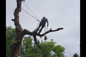 Cutting Edge Tree Professionals image