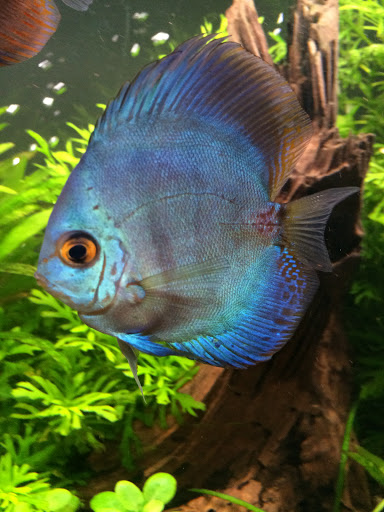 Tropical Fish Store «Aquastetics», reviews and photos, 354 E Main St, Fall River, MA 02724, USA