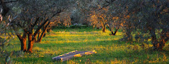 Olivette et Jardin de Langel Armissan