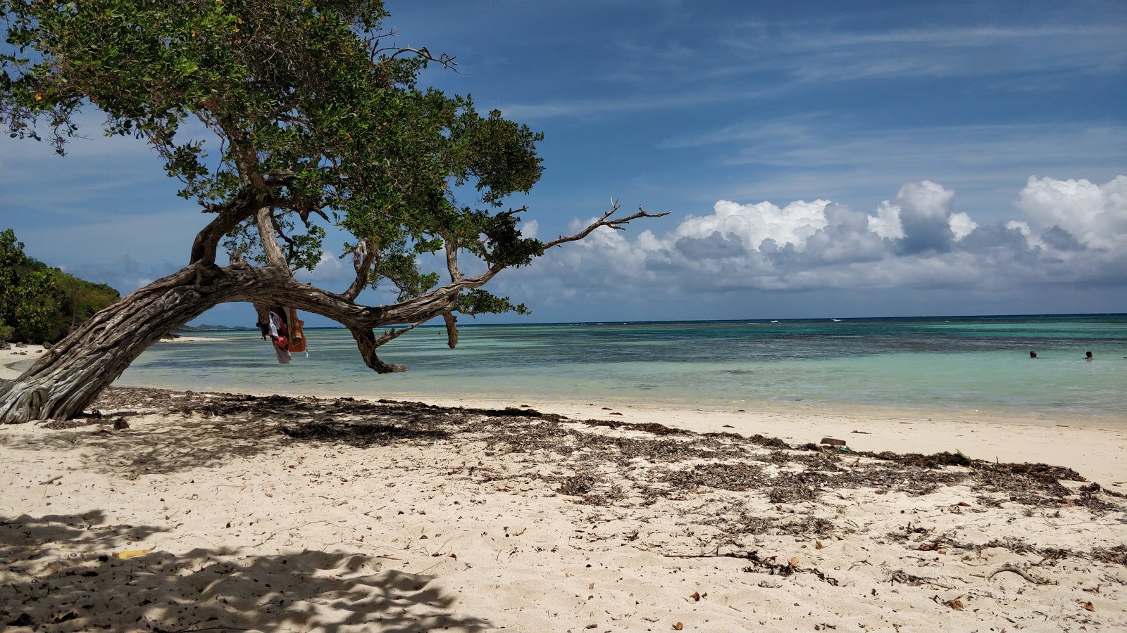 Foto av Anse du Mancenillier Beach vildmarksområde