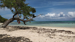Photo de Anse du Mancenillier Beach zone sauvage