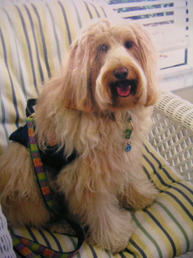 Pet Store «DipidyDawg Gourmet Dog Bakery & Boutique», reviews and photos, 21301 S Tamiami Trail Suite 430, Estero, FL 33928, USA