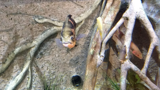 Aquarium «Great Lakes Aquarium», reviews and photos, 353 Harbor Dr, Duluth, MN 55802, USA