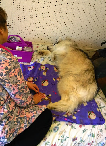 Paws For Holistic Pet Care image