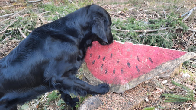 Bea Koti, Mensch-Hund-Coaching - Hundeschule