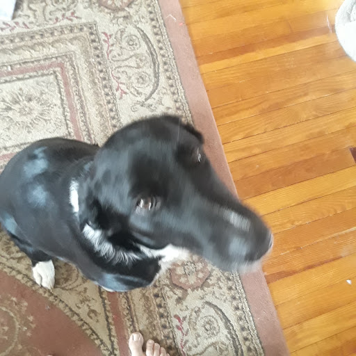 Pet Store «Pet Valu», reviews and photos, 1091 Mill Creek Rd #5a, Allentown, PA 18106, USA