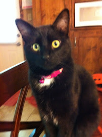 Bocage Animal Hospital - Photo 9 - Car repair in Baton Rouge, LA, Baton Rouge