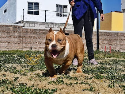 GALVAN BULLY KENNEL