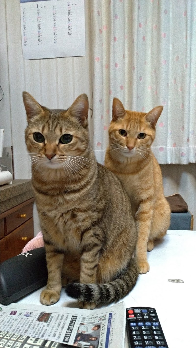 かなくぼ動物病院 愛知県豊田市朝日町 動物病院 動物病院 グルコミ