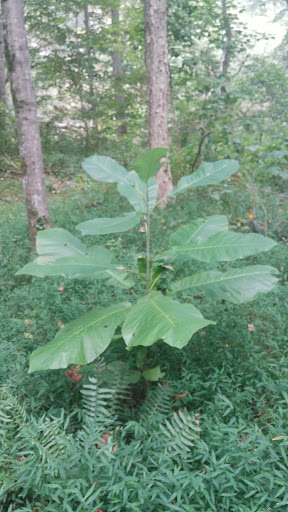 National Park «Chattahoochee River National Recreation Area - Allenbrook Unit», reviews and photos, 227 S Atlanta St, Roswell, GA 30075, USA