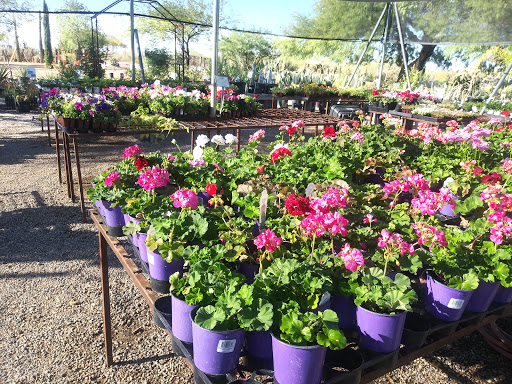 North Scottsdale Nursery & Cactus