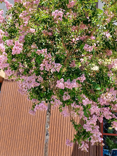 Shopping Mall «Solano Town Center», reviews and photos, 1350 Travis Blvd, Fairfield, CA 94533, USA