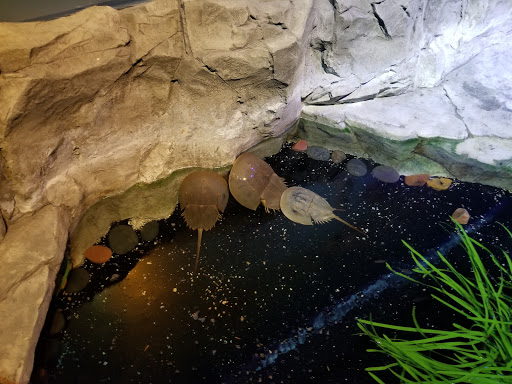 Aquarium «SEA LIFE Minnesota Aquarium», reviews and photos, 120 E Broadway, Bloomington, MN 55425, USA