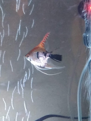 Pet Store «Fish R Us», reviews and photos, 10855 TX-242, Conroe, TX 77385, USA