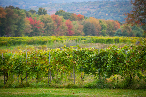 Winery «Priam Vineyards», reviews and photos, 11 Shailor Hill Rd, Colchester, CT 06415, USA