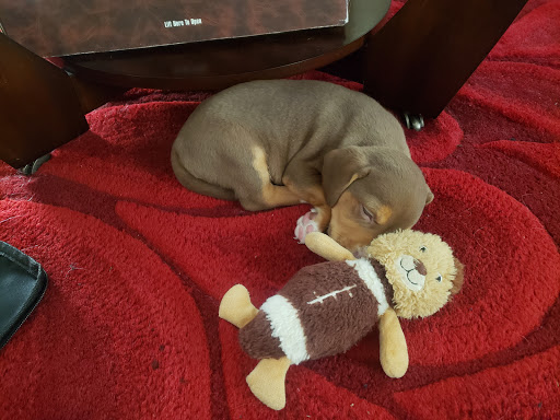 Pet Supply Store «Petco Animal Supplies», reviews and photos, 2250 Petrie Ln #518, Lanham, MD 20706, USA