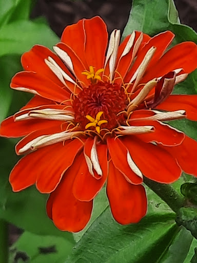 Home Improvement Store «The Home Depot», reviews and photos, 325 Howe Ave, Cuyahoga Falls, OH 44221, USA