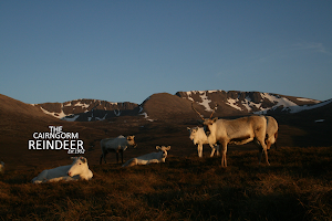 Cairngorm Reindeer Herd image