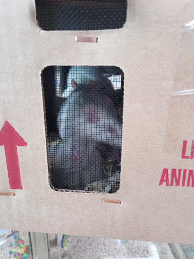 Pet Supply Store «Pet Supermarket», reviews and photos, 11160 Panama City Beach Pkwy #402, Panama City Beach, FL 32407, USA