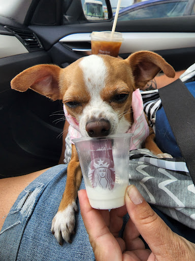 Coffee Shop «Starbucks», reviews and photos, 7398 Seminole Blvd, Seminole, FL 33772, USA