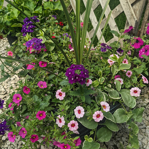 Wholesale Plant Nursery «Garden Fantasy», reviews and photos, 43250 Tyler Rd, Belleville, MI 48111, USA