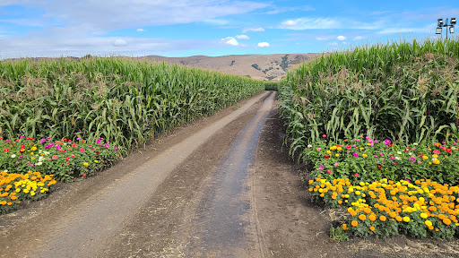 Pumpkin Patch «Spina Farms», reviews and photos, Santa Teresa Blvd, Morgan Hill, CA 95037, USA