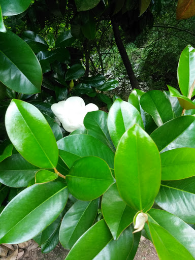 Park «East Cobb Park», reviews and photos, 3322 Roswell Rd, Marietta, GA 30068, USA