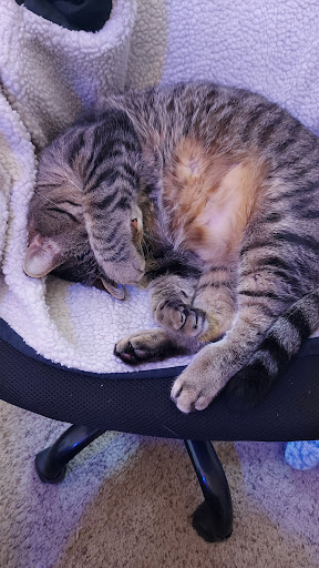 Tropical Fish Store «Tropi-Quatics Pet Center», reviews and photos, 337 S Main St, Lombard, IL 60148, USA