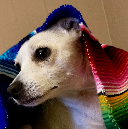 Animal Protection Organization «Humane Society of Sedona Inc», reviews and photos