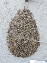 GuardianPro Exterminators - Photo 2 - Car repair in Westminster, CA, Huntington Beach