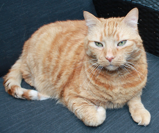 Dr.med.vet. Cornelia Heinze - Tierarzt unter Berlin, Berlin