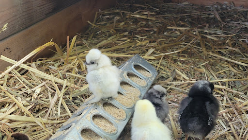 Pet Supply Store «Bradshaw Feed & Pet Supply», reviews and photos, 7285 Bradshaw Rd, Sacramento, CA 95829, USA