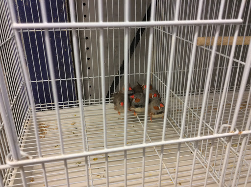 Pet Store «Oasis Tropicals», reviews and photos, 507 Commerce St, Pleasanton, TX 78064, USA