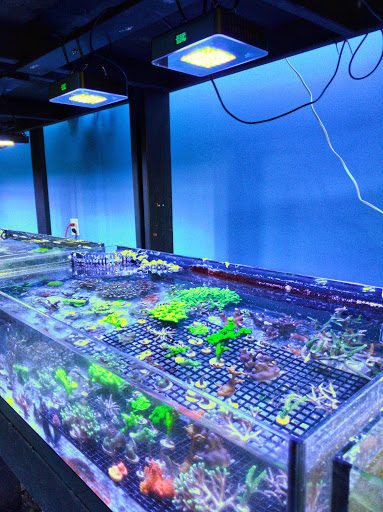 Tropical Fish Store «All Things Aquariums», reviews and photos, 30789 SW Boones Ferry Rd k, Wilsonville, OR 97070, USA