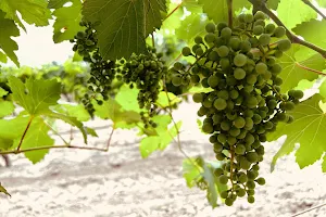 Val Verde Winery image
