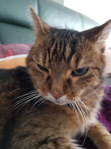 Kleintierpraxis Werther, B. Götting Tierärztin unter Werther, Nordrhein-Westfalen