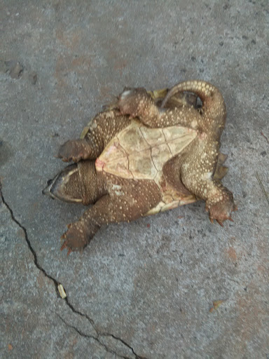 Grocery Store «Food Depot #25», reviews and photos, 250 Windy Hill Rd SE # 600, Marietta, GA 30060, USA