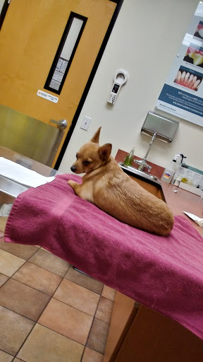 Pet Supply Store «PetSmart», reviews and photos, 1157 E North Ave, Belton, MO 64012, USA