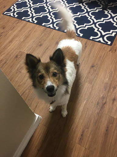 Pet Supply Store «PetSmart», reviews and photos, 860 NE Mall Blvd, Hurst, TX 76053, USA