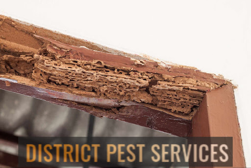 District Pest Services - Residential Pest & Rat Control Services, Professional Termite Inspector & Pest Control